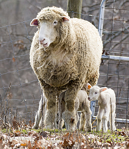 Trang trại, động vật, con cừu, chăn nuôi, trong nước, nông nghiệp, thịt cừu