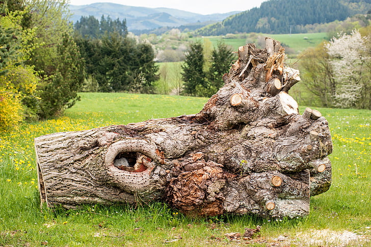 tree, log, eifel, mountains, gnarled, hole, root