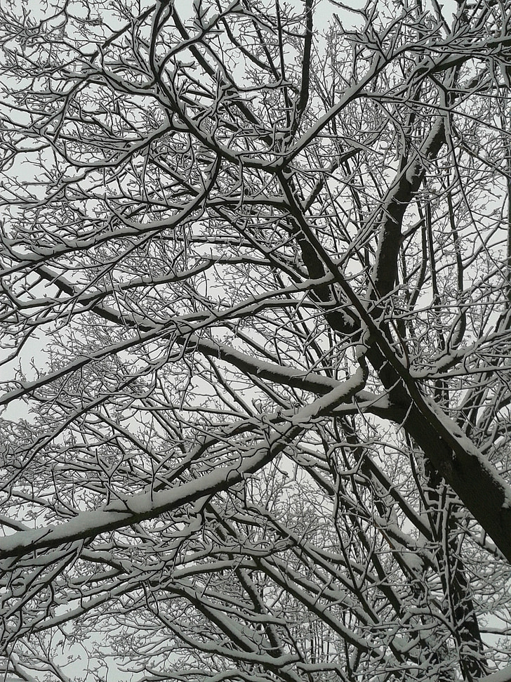 invierno, nieve, árboles, frío, Frost, rama