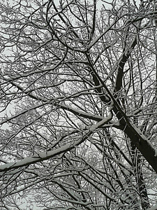 winter, snow, trees, cold, frost, branch