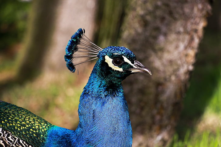 animal, animal photography, animal portrait, beautiful, blue, colour, czech