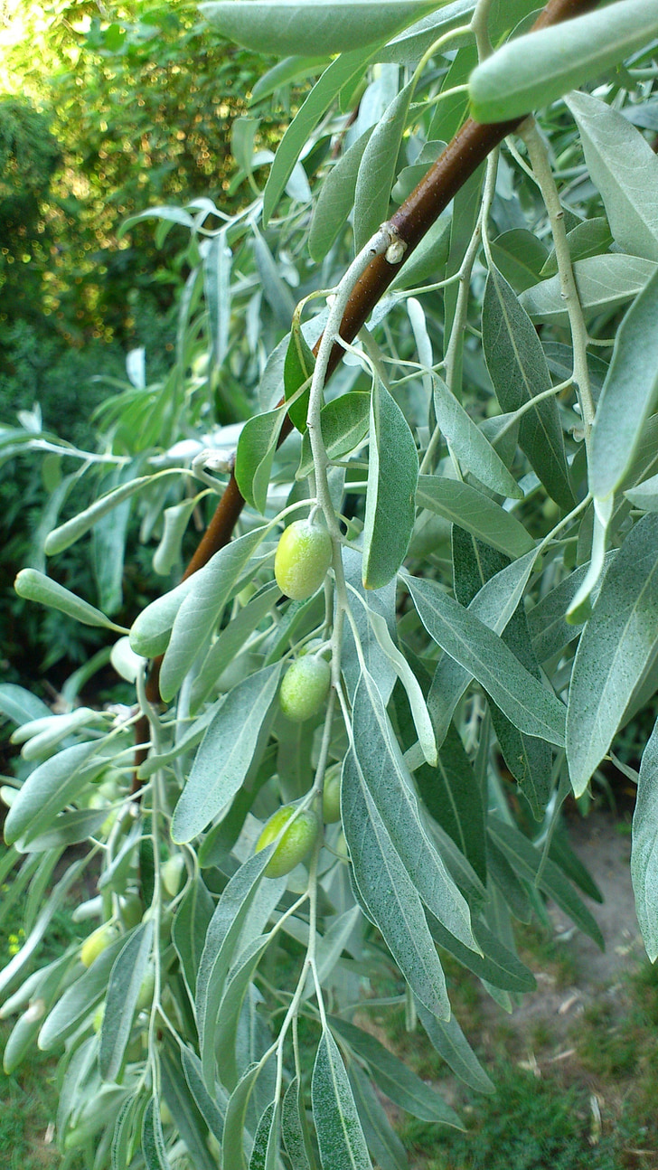 oliva, l'olivera, olives, fusta, fullatge