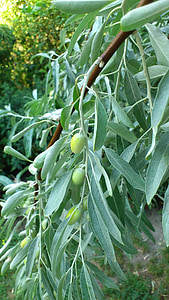 Olive, Olivenbaum, Oliven, Holz, Laub