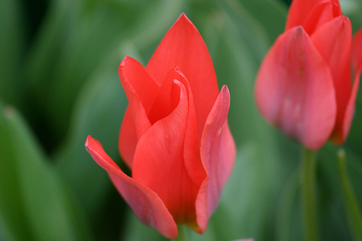 tulipano, pianta, natura, rosso, fiore, tempo di primavera, petalo