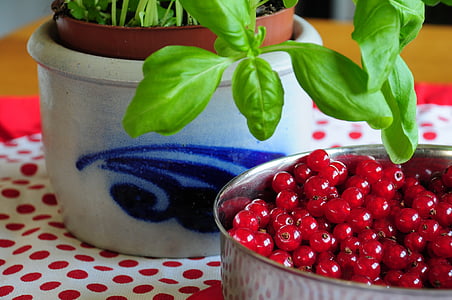 Berry, kismis, merah kismis, buah, alam, Makanan, Manis