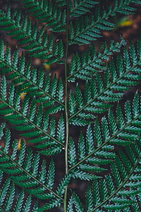 verde, hoja, planta, Closeup, Fotografía, plantas, hojas