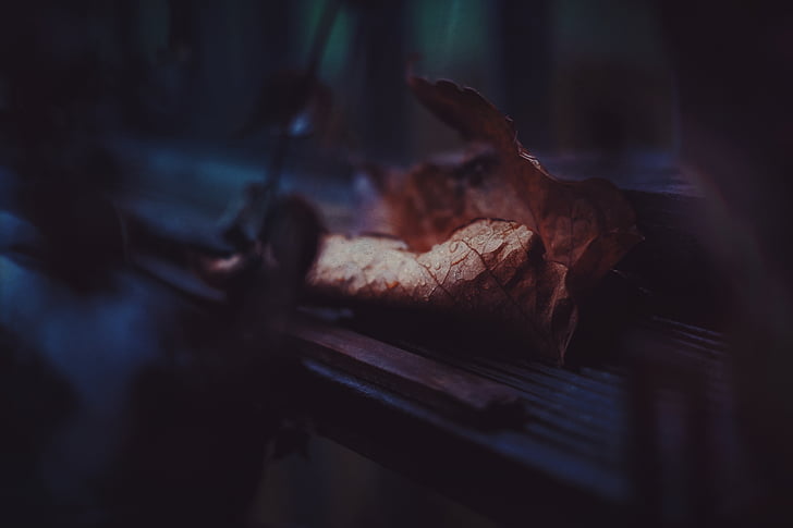 brown, whether, leaf, fall, autumn, wood, blur