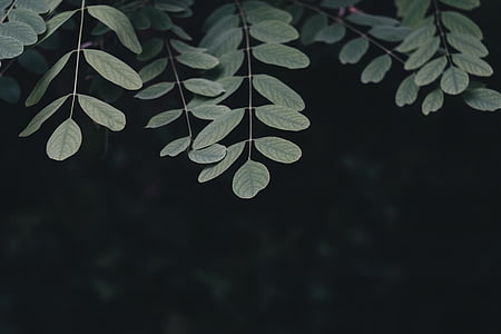 dark, green, leaf, plant, tree, nature, forest