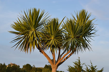 palms, trees, branches, green, leaves, leafy, stems