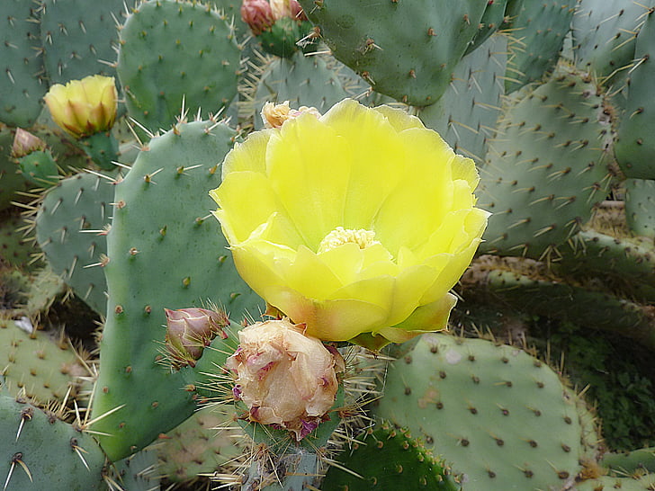 Cactus, floare, spini, macro, cu flori, Botanica, smochine