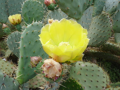 Cactus, kukka, piikkejä, makro, kukinta, kasvitieteen, viikunat
