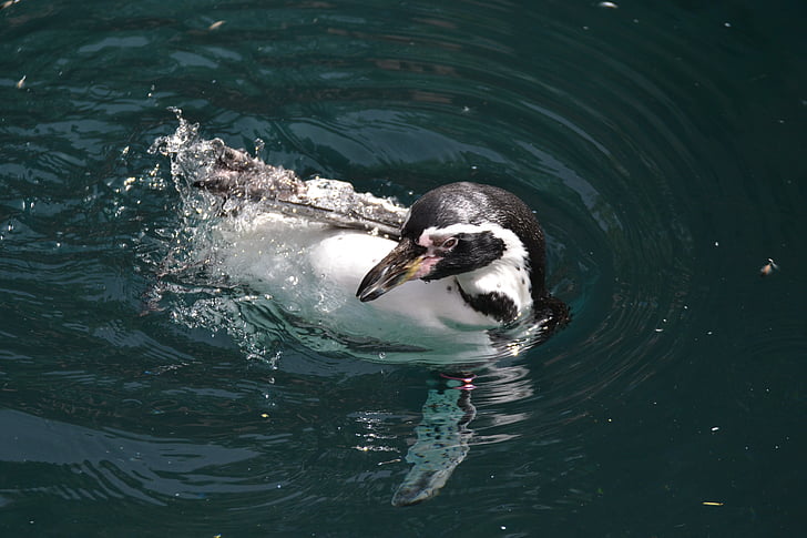 pingvin, vode, plivati, ptica, ptice, pingvin bazen, priroda
