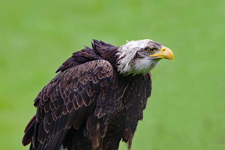 Aquila calva, Eagle, uccello, animale, fauna selvatica, Raptor, selvaggio