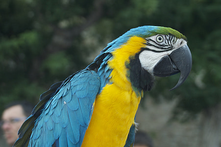papagaio, pássaro, animal, Cor, fauna, colorido, exóticas