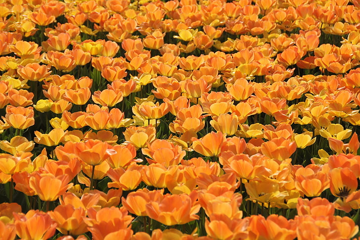laranja, flores, tulipas, Holanda, Tulipa, campos, flor