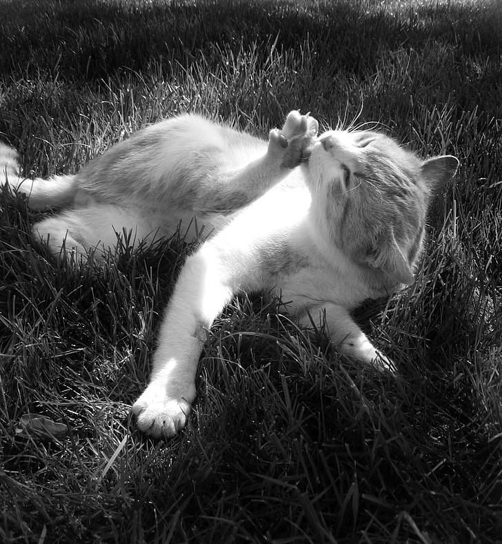 cat, tomcat, grass, peace, shoe, wash, hygiene