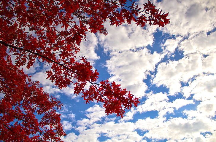 branches, clouds, leaves, maple leaves, nature, outdoors, sky