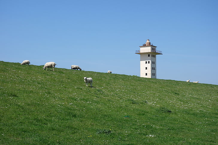 Dijk, Weser dyke, blexen, grasland, toren, kudde schapen, weide