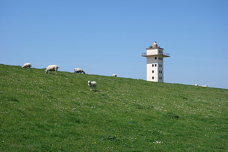 Dijk, Weser dyke, blexen, grasland, toren, kudde schapen, weide