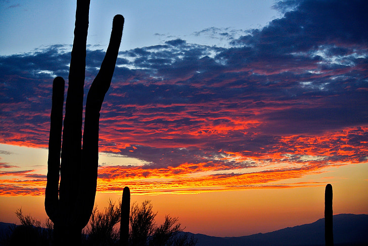 Kaktuss, saullēkts, tuksnesis, ainava, daba, Arizona