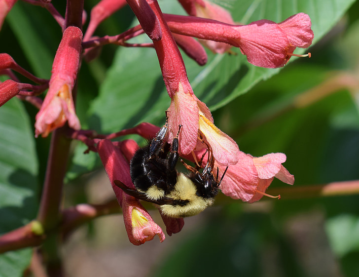 abeja, Castaño flores, polinizador, insectos, animal, flores castaño japonés, Japonés