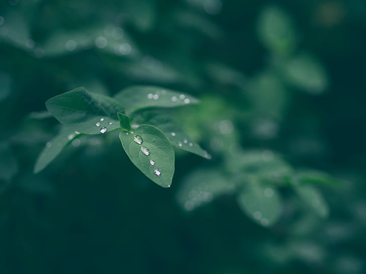 green, leaf, plant, nature, blur, wet, water