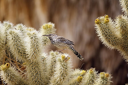 Kaktus-Zaunkönig, Vogel, Tierwelt, Natur, kleine, Wüste, Porträt