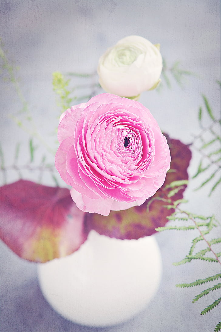 Tulikas, lill, õis, Bloom, kevadel, valge, roosa