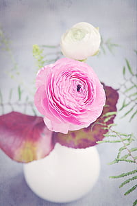 Ranunculus, puķe, zieds, Bloom, Pavasaris, balta, rozā