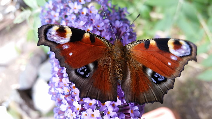tauriņš, Peacock butterfly, vasarā ceriņi, kukainis, tauriņš - kukaiņu, daba, dzīvnieku