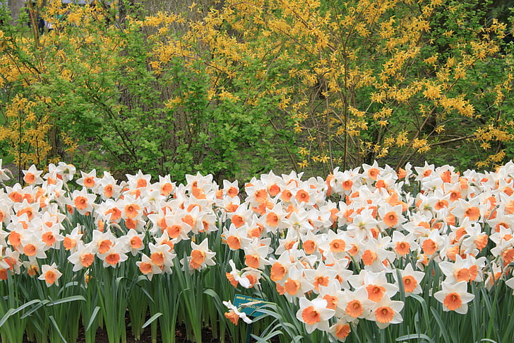 Narcissus, ziedi, valsts dārzu, gardums, augi, dārza, balta