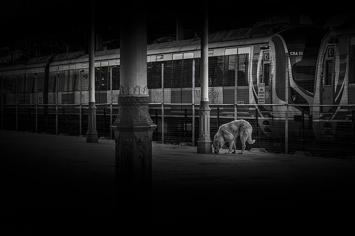 dog, train, station