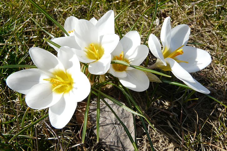 Crocus, flores, Branco, frühlingsanfang, amarelo, flor branca, Primavera