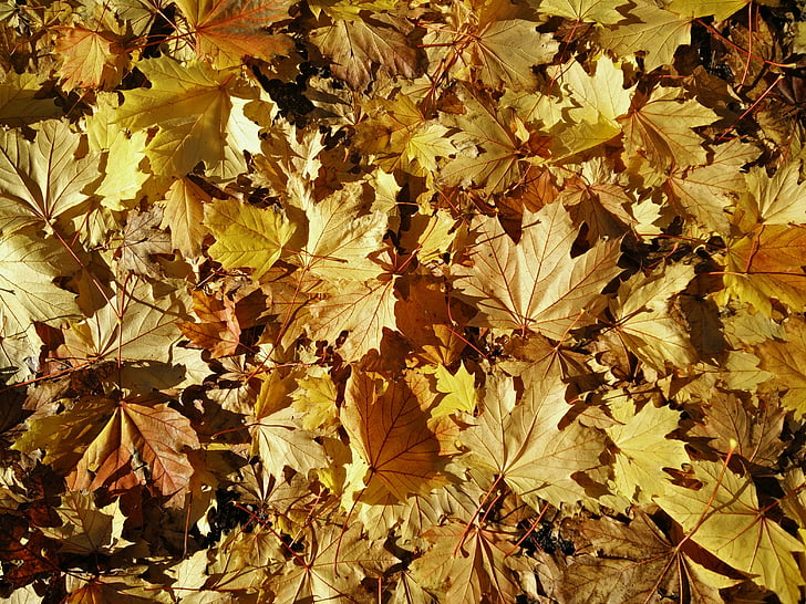 leaves, maple, ground, fall, autumn, season, nature