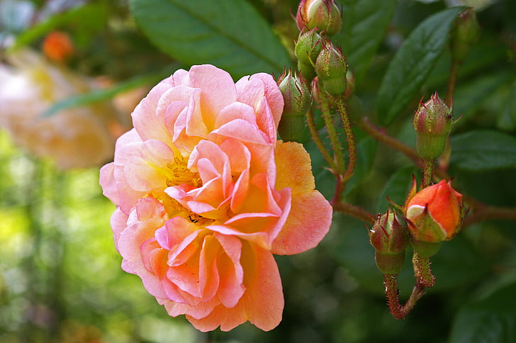 ghischlaine de filigonde, tõusis, rampler rose, rampler, ronimine roos, pakkumise, lillepeenar