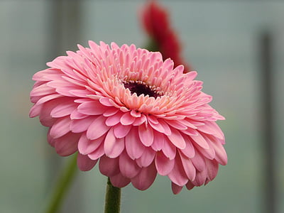 bunga, makro, Gerbera, merah muda, kelopak bunga