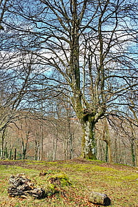beech, tree, hayedo, forest, tree trunk, nature, branches