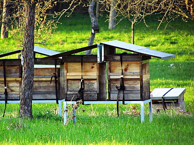 ule, Bienenstock, auf dem Land, Feld, Bienen, Insekt, Wiese