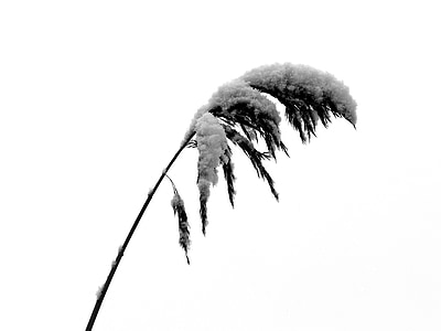 reed, snow, cold, winter, wintry, landscape, white