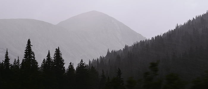 grå, skala, treet, fjell, anlegget, natur, Highland