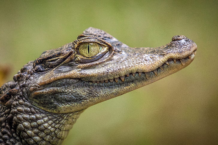 fermer, photo, crocodile, animaux, reptiles, yeux, dents