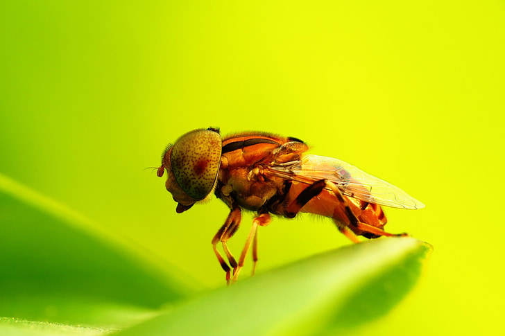 fly, macro, sunny, perch, leaf, yellow, unique