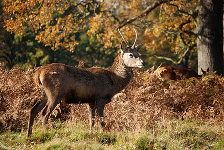 Red deer, cervi, Cervus elaphus, Parco di Richmond, fauna selvatica, Addio al celibato, palchi di corna