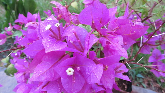 buganvilla, квіти, пурпуровий, Природа, лист, завод
