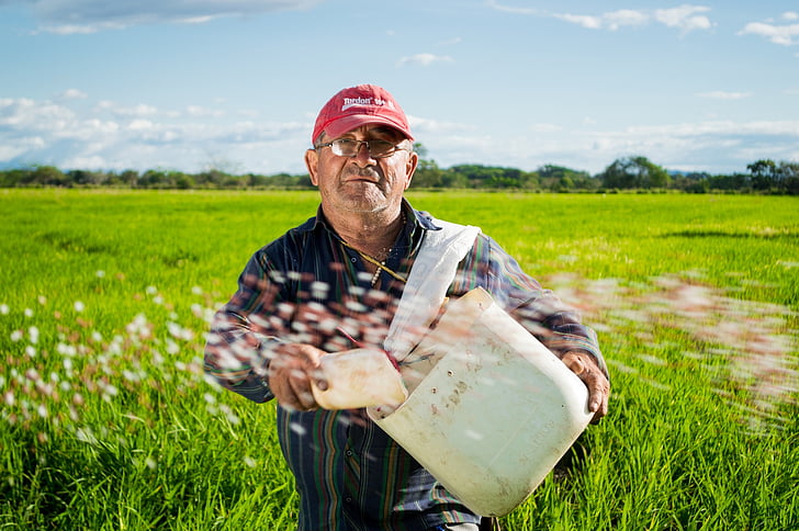rolník, rýžová pole, pěstování rýže, Kolumbie, pole, Neiva, Tello
