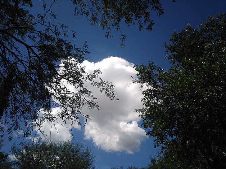 nube, árbol, cielo, por encima de, naturaleza