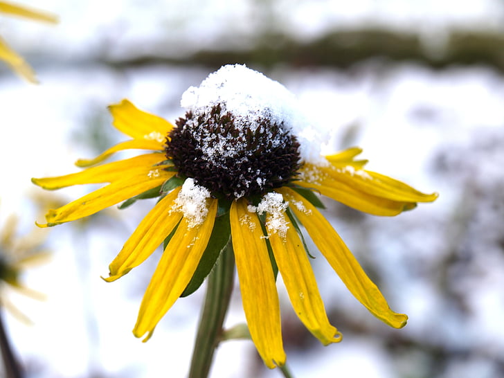 Kapelusz przeciwsłoneczny, Echinacea, kwiat, zimowe, śnieg, mróz, roślina