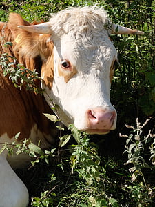 tehenek, mezőgazdaság, kuhschnauze, Farm, tehén, állat, vidéki táj