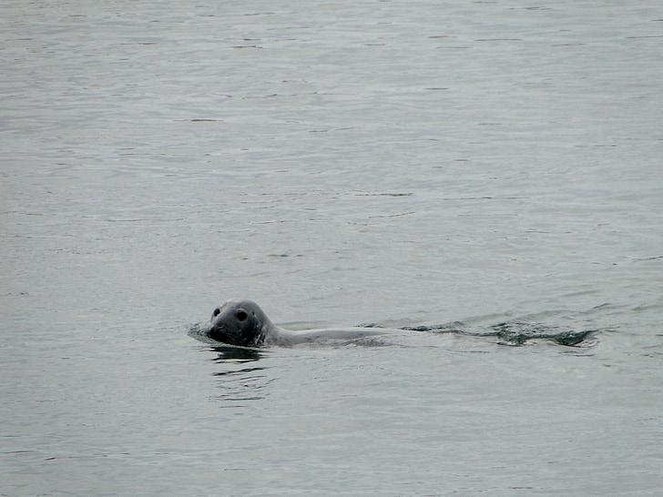 Seal, havet, Skotland, Beach, meeresbewohner, vand væsen, dyr