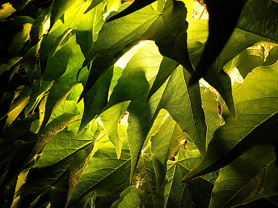 follaje, hojas de Parra, uva, verde, grano, imagen de noche, hoja